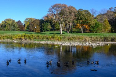 Manzara James Gardens, Toronto 'da sakin bir nehri gösteriyor. Ekim ayında ağaçlar ve kazlar çekilmiş. Şehir ortamında doğayı yakalar..