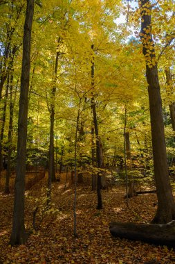 Altın yapraklar Lambton Parkı 'nı aydınlatıyor; huzurlu ve resimli bir sonbahar manzarası sunuyor.