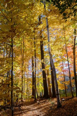 Görüntü Lambton Park, Toronto 'daki ormanı gösteriyor. Canlı sonbahar renklerine ve huzurlu bir atmosfere sahiptir..