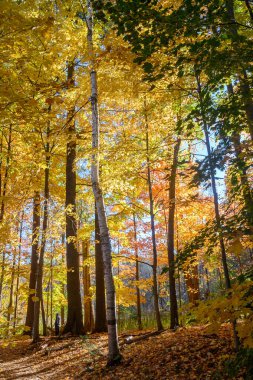 Bu resim sonbaharda güzel bir parkı gösteriyor. Sonbaharda doğayı ve barışı temsil eder..