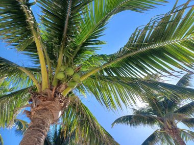 Palmiye ağaçları açık mavi gökyüzüne doğru uzanır. Bu sahne bir tatil, cennet ve rahatlama hissi uyandırıyor..