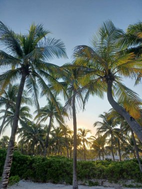 Görüntü sahildeki palmiye ağaçlarını gösteriyor; gün batımında rahatlama ve tropikal varış noktalarını anımsatıyor..