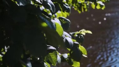 Ağaç ve yaprakları, rüzgarın etkisiyle, arka planda bir su kanalının önünde, akarsu suyundan yansıyan güneş ışınlarını görebileceğimiz yerde. Parlak güneş ışığı lekeleri