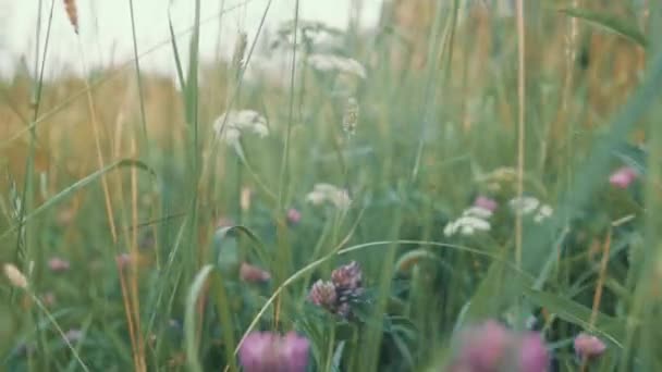 Passando Attraverso Erba Verde Fiori Colorati Questo Microcosmo Insetti Insetti — Video Stock