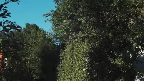 Árboles Sus Hojas Cuyo Movimiento Debe Viento Bosque Sobre Fondo — Vídeo de stock