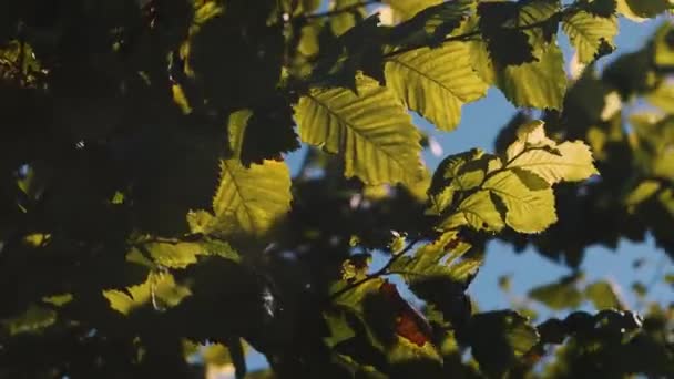 Baum Und Seine Blätter Deren Bewegung Auf Den Wind Zurückzuführen — Stockvideo