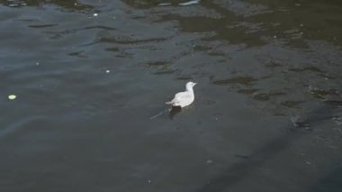 Soyu tükenmekte olan martı kirlenmiş suyun üzerinde yüzüyor. Dünya sakinleri çevreyi yok etmeyi başardı. Kirli nehir, göl, göl, deniz, okyanus. Hayvanların nesli tükeniyor, fosil yakıt olarak yazılıyor.