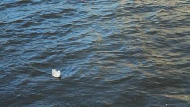 Bedreigde Zeemeeuw Drijvend Boven Het Oppervlak Van Besmet Water Aardbewoners — Stockvideo