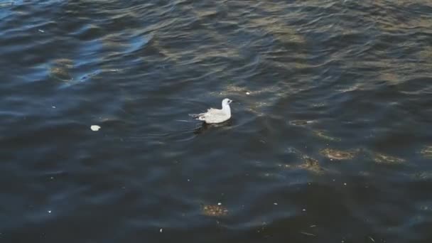 濒临绝种的海鸥漂浮在被污染的水面之上 地球上的居民设法破坏了环境 污染的河流 动物灭绝 拼写化石燃料 — 图库视频影像