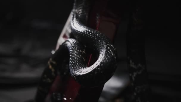Темна Змія Повзе Над Гітарою Чорному Шовковому Листі Показує Язик — стокове відео