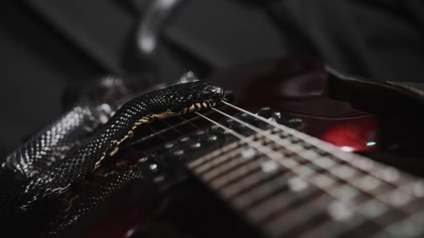 Serpiente Oscura Arrastrándose Sobre Guitarra Sábana Seda Negra Mostrando Lengua — Vídeos de Stock