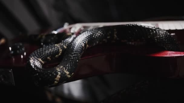 Tmavý Had Plíží Kytaře Černém Hedvábném Prostěradle Ukazuje Svůj Jazyk — Stock video