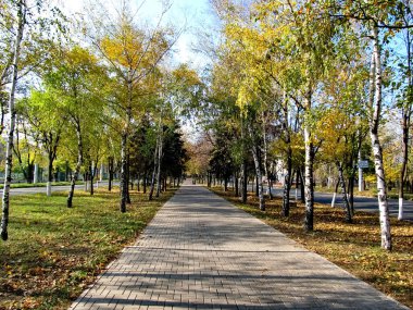 Ağaçlardaki sarı yapraklar. Sonbahar günü