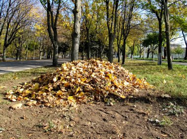 Ağaçlardaki sarı yapraklar. Sonbahar günü