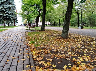 Ağaçlardaki sarı yapraklar. Sonbahar günü