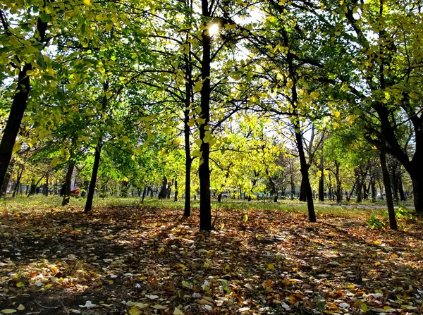 Feuilles Jaunes Sur Les Arbres Jour Automne — Photo