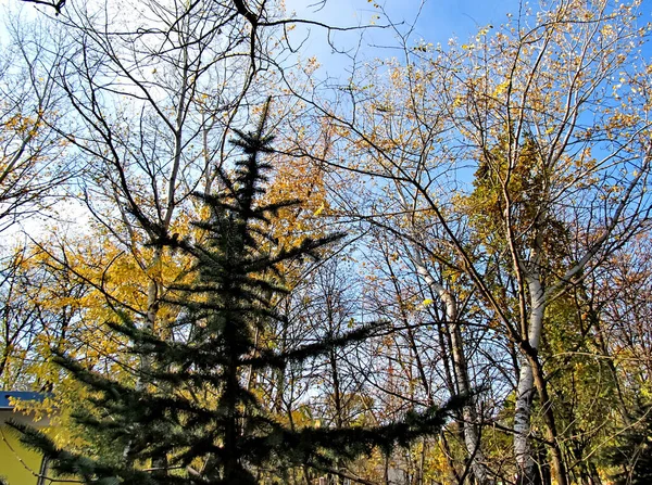 Feuilles Jaunes Sur Les Arbres Jour Automne — Photo