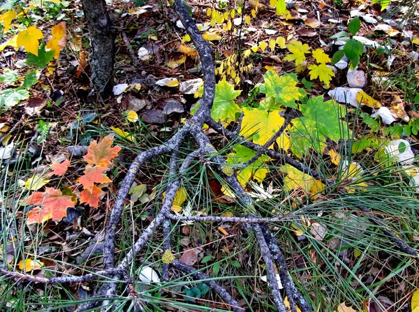 Feuilles Jaunes Sur Les Arbres Jour Automne — Photo