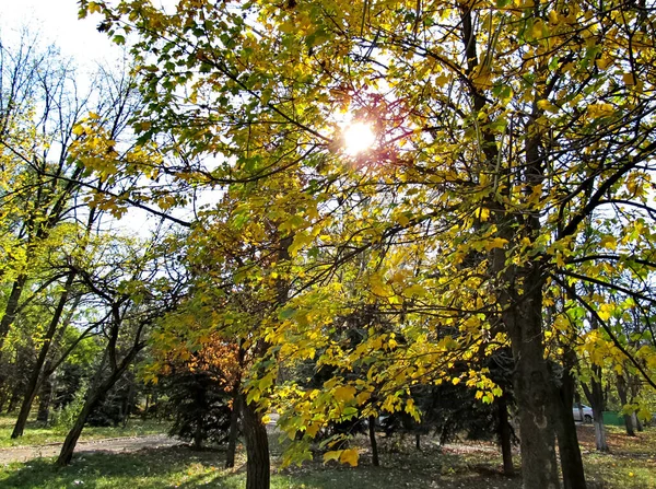 Feuilles Jaunes Sur Les Arbres Jour Automne — Photo