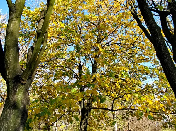 Gelbe Blätter Bäumen Herbsttag — Stockfoto