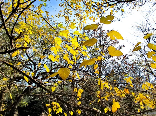 Żółte Liście Drzewach Jesienny Dzień — Zdjęcie stockowe