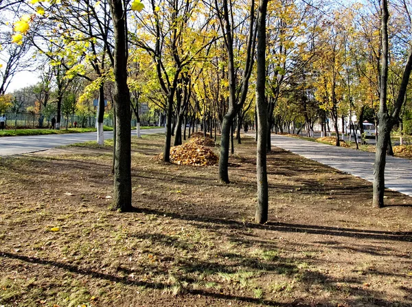 나무에 나뭇잎 가을의 — 스톡 사진