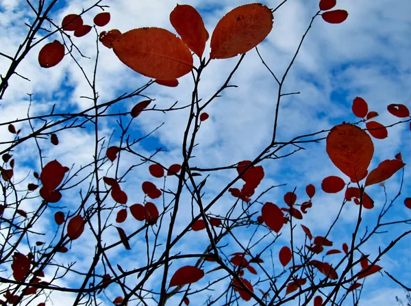 Gelbe Blätter Bäumen Herbsttag — Stockfoto