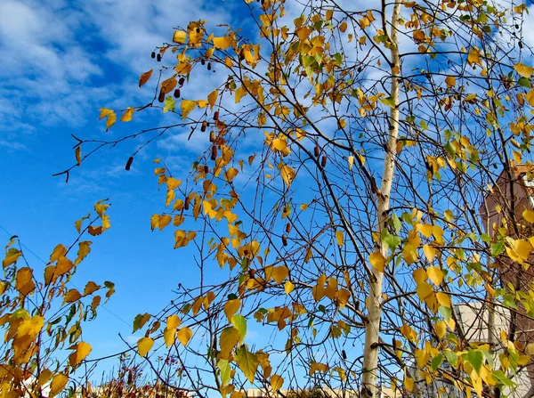 Gelbe Blätter Bäumen Herbsttag — Stockfoto