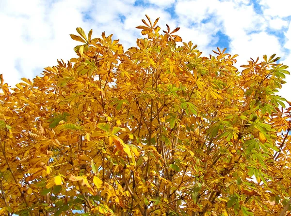 Żółte Liście Drzewach Jesienny Dzień — Zdjęcie stockowe