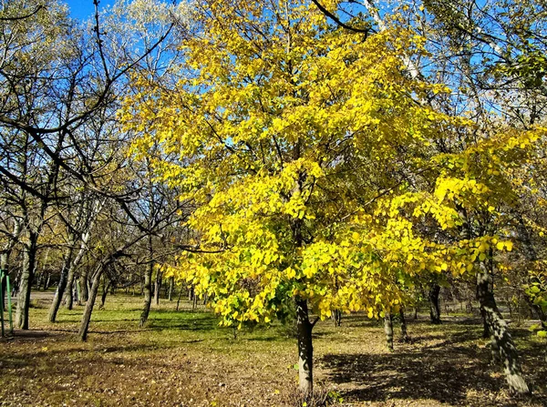 Folhas Amarelas Árvores Dia Outono — Fotografia de Stock