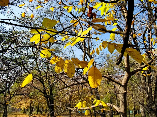 Gula Löv Träd Höstdag — Stockfoto