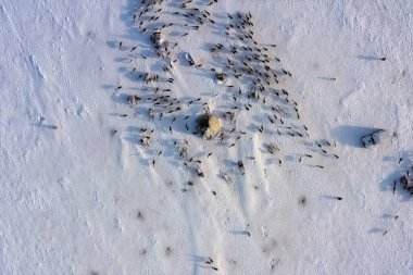 Yurtta ren geyiği dolaşıyor. Bir ren geyiği otluyor..