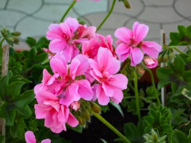 Çiçekli pembe sardunya. Sardunya çiçekli pembe sardunya çiçeği. Sardunya bitkisi