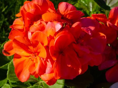 Kırmızı sardunya çiçekleri. Çiçek açan ev bitkileri.