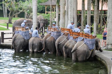 Denpasar, Bali - 13 Mayıs 2014: Havuzdaki filler soğuyor. Yürüyen turistler için filler.