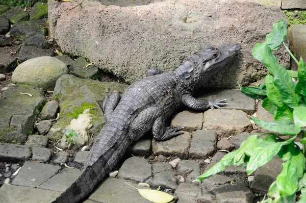 Crocodilo Bebé Nas Rochas Pequeno Crocodilo Zoológico — Fotografia de Stock