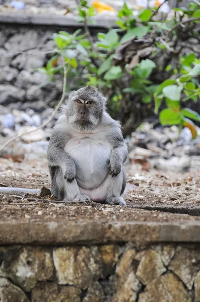 Marmoset Martyski Chodnikach Miasta Rynki Bali — Zdjęcie stockowe