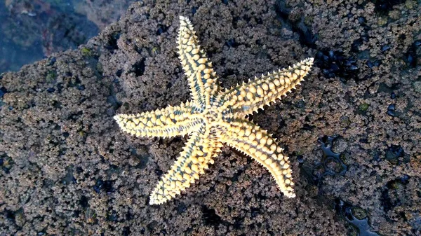 Estrella Mar Costa Rocosa Del Océano Atlántico —  Fotos de Stock