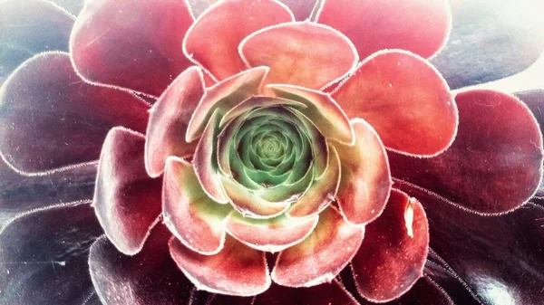 Piękny Fioletowy Aeonium Rodzaju Succulents — Zdjęcie stockowe