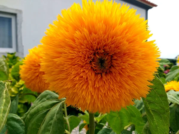 Dekorativa Frotté Blommande Solrosor Terrassen Huset Sommar Portugal — Stockfoto