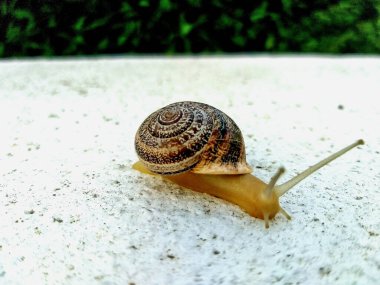 Yalnız salyangoz beyaz bir arka planda sabah, yaz, ağustos