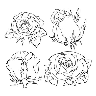vector illustration, floral background, contour roses, blossoming and buds