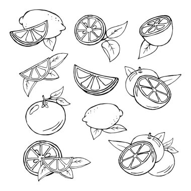 illustration, set of contour citrus fruits whole and cut, for paper and textiles
