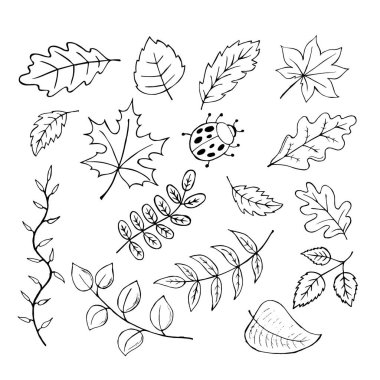 illustration, set of contour summer leaves and ladybug, for paper and textiles