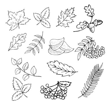 illustration, set of contour autumn leaves, rowan and acorns, for paper and textiles