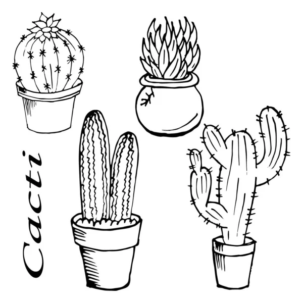 Illust Ansichtkaart Getrokken Contour Cactussen Potten Voor Papier Textiel — Stockvector