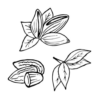 İllüstrasyon, çizilmiş fındık, fıstık, karalama.