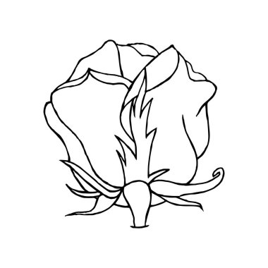 Kartlar, posterler, desenler, pankartlar için çizilmiş gülün görünümü