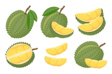 Exotic durian fruit and slices collection, cut and whole fruits.Tropical fruit illustration.