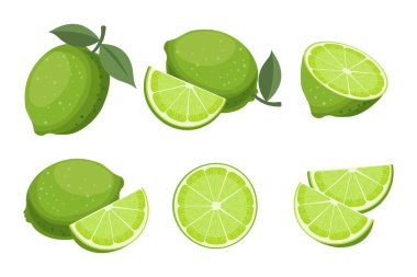 Citrus set with limes and leaves. Fresh green limes and slices collection, cut and whole fruits.Tropical fruit illustration. 